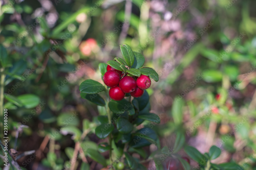 Obraz premium Foxberry