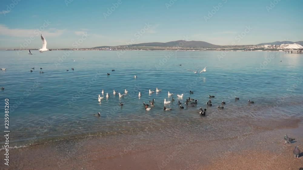 Wild ducks and seagulls swim in search of food. Birds swing on the waves. Blue waves shimmer in the sunlight. Wild ducks and seagulls swim in search of food. Birds swing on the waves. Blue waves shimmer in the sunlight.