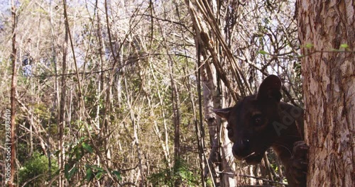 Slow motion, fossa climbs tree in Madagascar