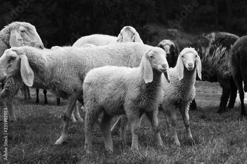 gregge pecore