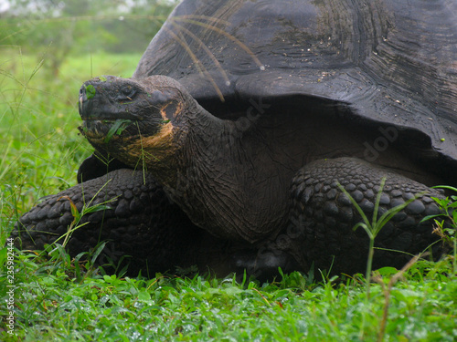 Giant Tortoise in Green Grass on Santa Cruz Island, Galapagos Islands