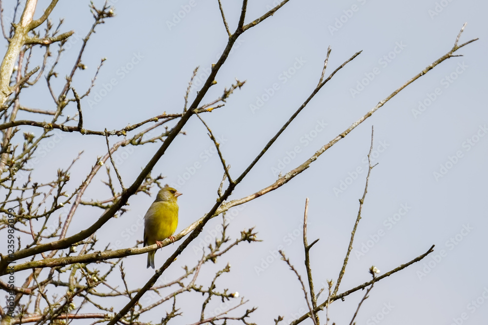 Obraz premium European Greenfinch (Chloris chloris) perched in a tree at Pulborough Brooks