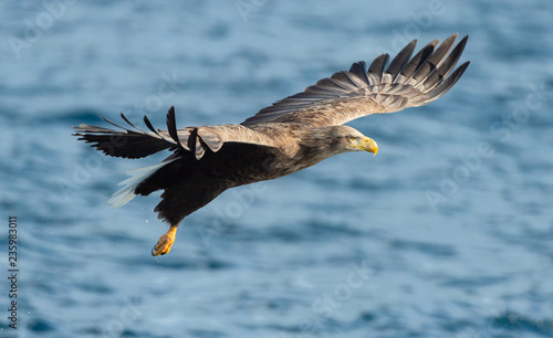 Adult White-tailed eagle fishing. Blue Ocean Background. Scientific name  Haliaeetus albicilla  also known as the ern  erne  gray eagle  Eurasian sea eagle and white-tailed sea-eagle. Natural habitat