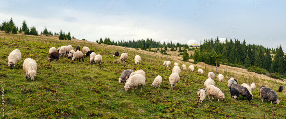 Panorama of landscape with herd of sheep graze on green pasture in the mountains. Young white and brown sheep graze on the farm. Panorama of landscape with herd of sheep graze on green pasture in the mountains. Young white and brown sheep graze on the farm.