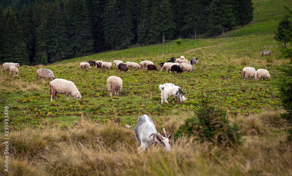 Obraz premium Panorama of landscape with herd of sheep graze on green pasture in the mountains. Young white and brown sheep graze on the farm.