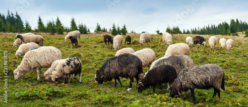 Panorama of landscape with herd of sheep graze on green pasture in the mountains. Young white and brown sheep graze on the farm.