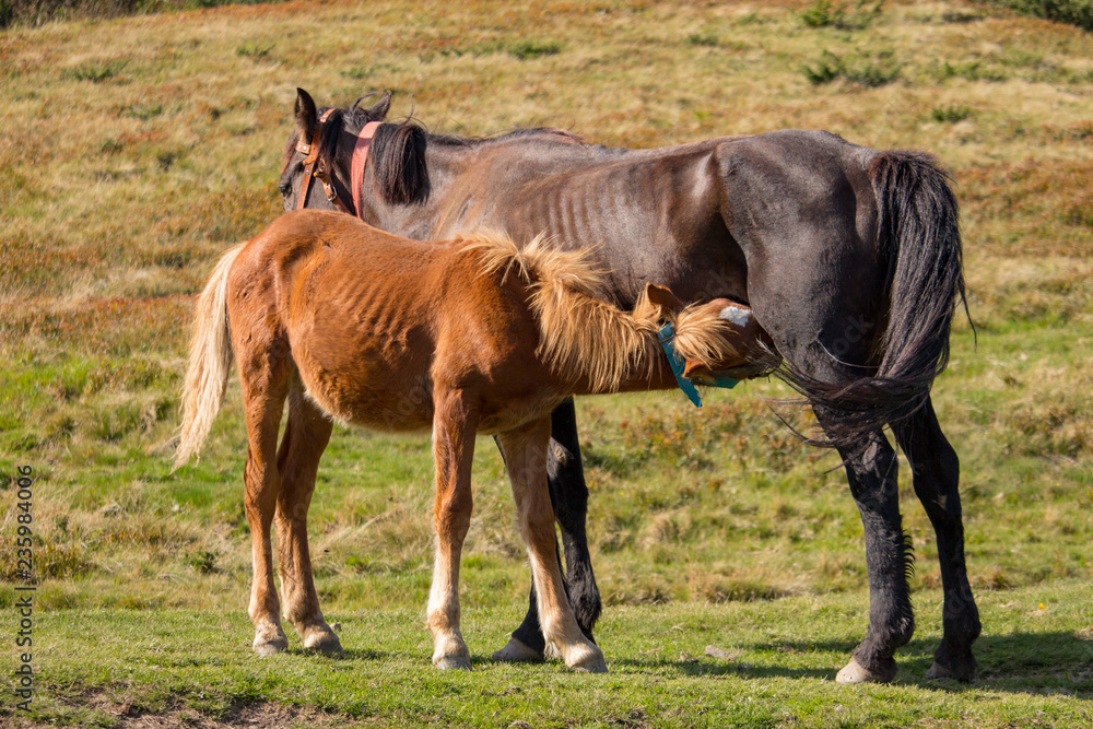 Brown mare feeding foal in field. Brown foal drinking milk. Horses in pasture. Farm life concept. Ranch animals. Mother care and love concept. Rural life background. Cute foal with mare. Brown mare feeding foal in field. Brown foal drinking milk. Horses in pasture. Farm life concept. Ranch animals. Mother care and love concept. Rural life background. Cute foal with mare.