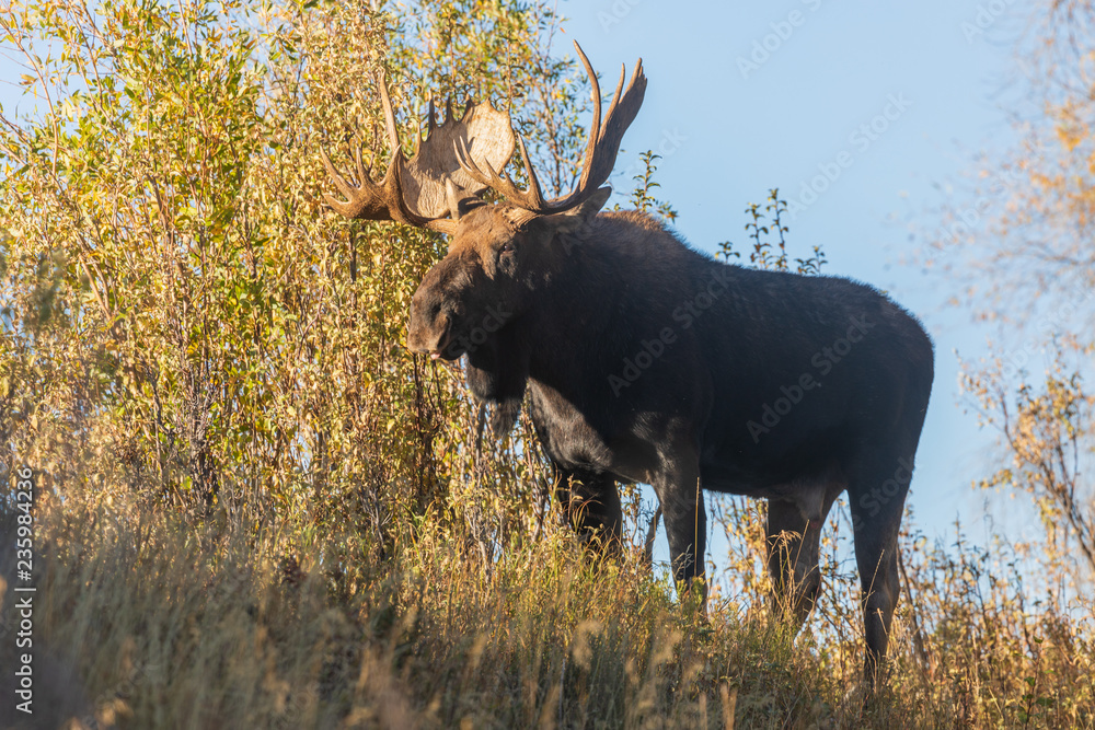 Bull Shiras Moose in the Fall rut in Wyoming Bull Shiras Moose in the Fall rut in Wyoming