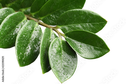 Zamioculcas zamiifolia dollar tree