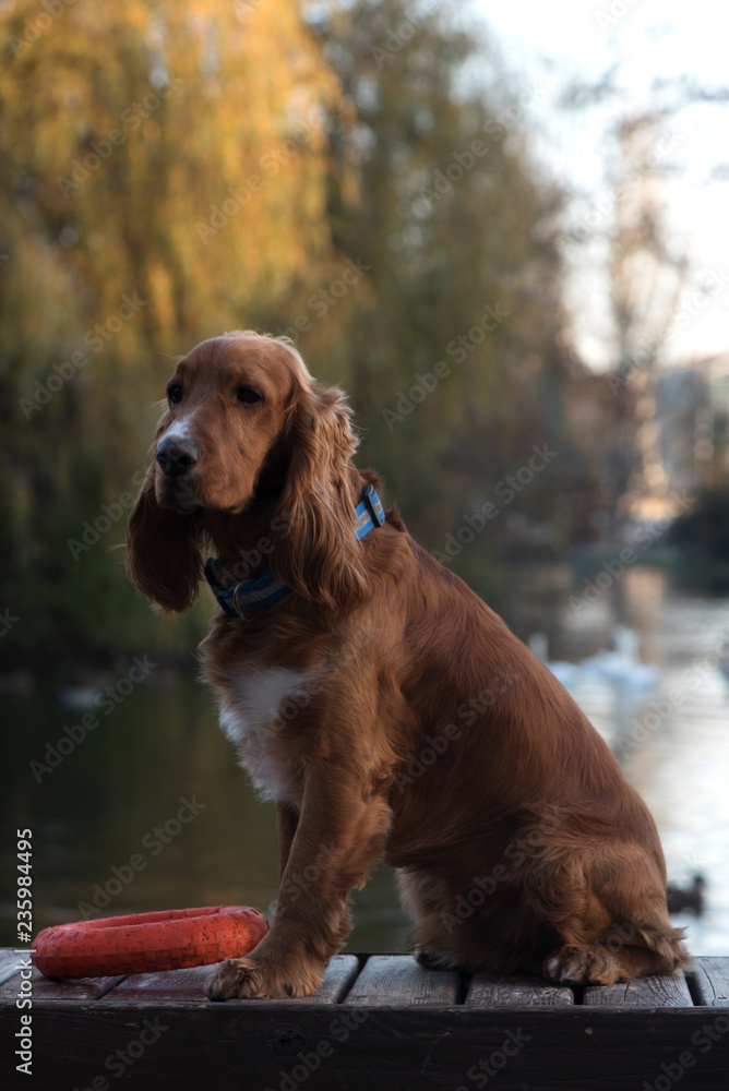 Dog breed rings hotsell