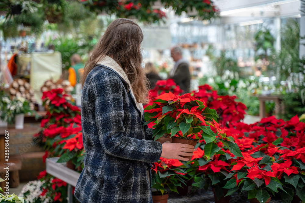 Beautiful woman buying Poinsettia flowers at flower shop.