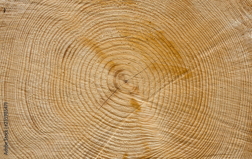 Sezione di un tronco di pino
