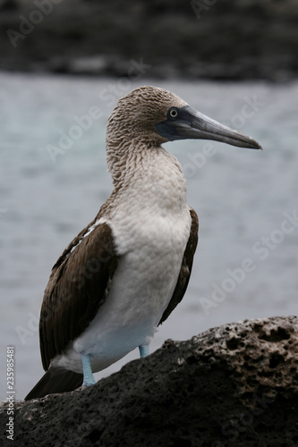 Rare Blue-Footed Booby on the rocks on the island of San Venecia in the Galapagos Islands