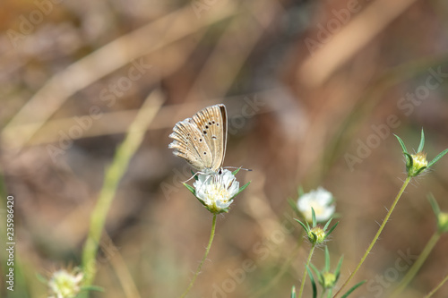 Lycaenidae / Çokgözlü Dafnis / / Polyommatus daphnis photo