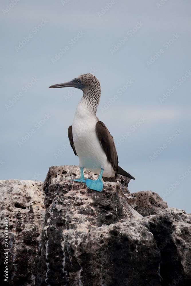 Rare Blue-Footed Booby on the rocks on the island of San Venecia in the Galapagos Islands Rare Blue-Footed Booby on the rocks on the island of San Venecia in the Galapagos Islands