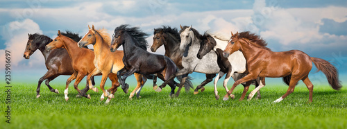 Fotografie, Obraz Horses free run gallop i green field with blue sky behind