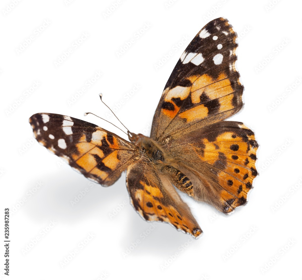 Naklejka premium Butterfly