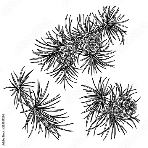 Set of fir branches with cones. Sketch. Engraving style. Vector illustration. © KseniaKrop