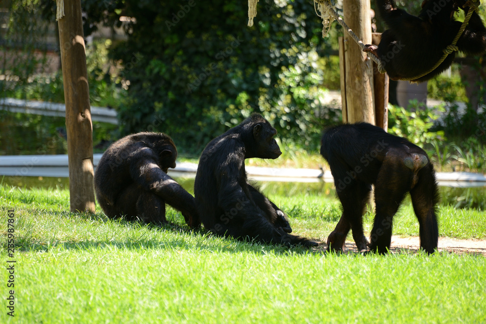 chimpanzee on a background of green grass in the zoo
