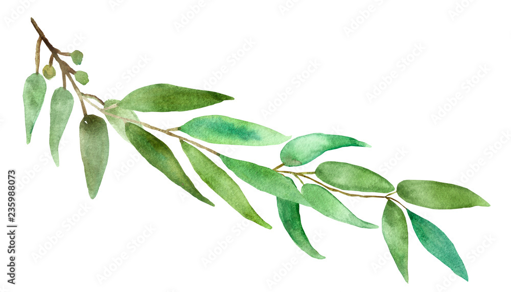 Watercolor hand painted branch with silver leaves and branches eucalyptus dollar, green fresh bouquet medicinal eucalyptus Watercolor hand painted branch with silver leaves and branches eucalyptus dollar, green fresh bouquet medicinal eucalyptus