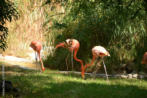 pink flamingo at the zoo