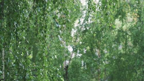 Light Summer Rain among Birch Trees