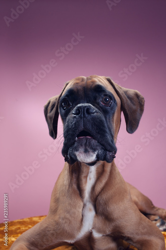 Close up on boxer dog s head.