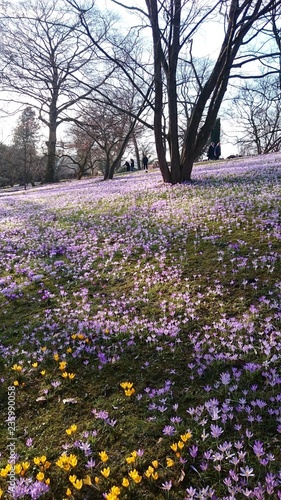 Wallpaper Mural Iris Torontodigital.ca