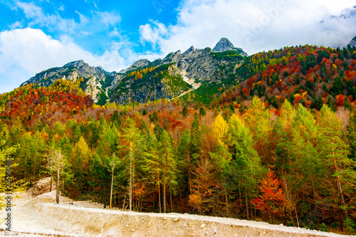 Forest below Jof di Montasio in autumn photo