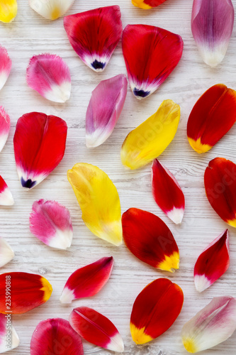 Colorful petals of tulips on white wooden surface, overhead view. Close-up.