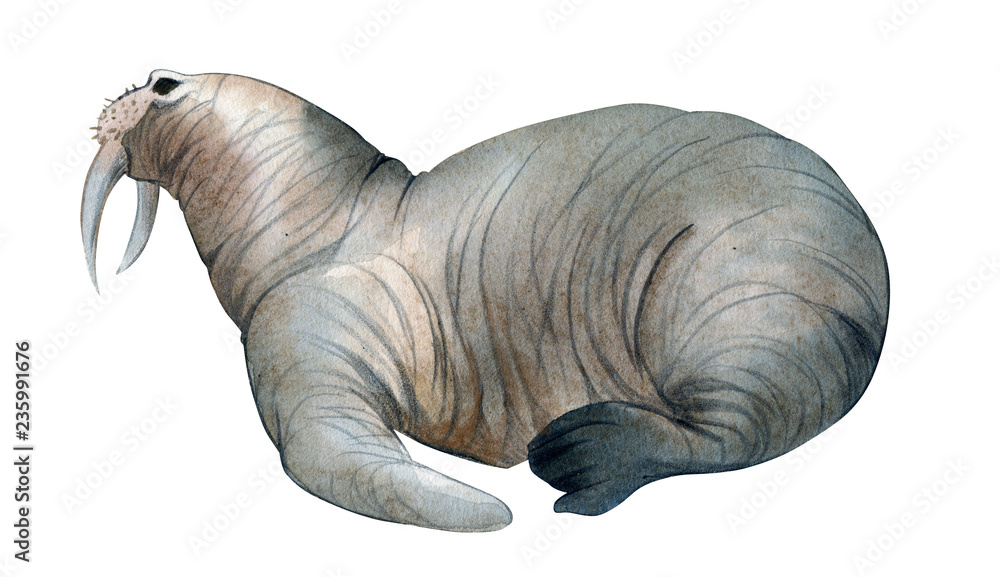 Watercolor illustration isolated on white background. A gray walrus lies. Splashes sketch of wild sea north animals Watercolor illustration isolated on white background. A gray walrus lies. Splashes sketch of wild sea north animals