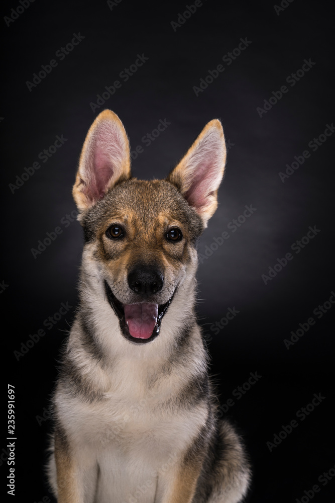 Portrait of a sitting female tamaskan hybrid dog puppy with flappy ears isolated on a white background looking at camera