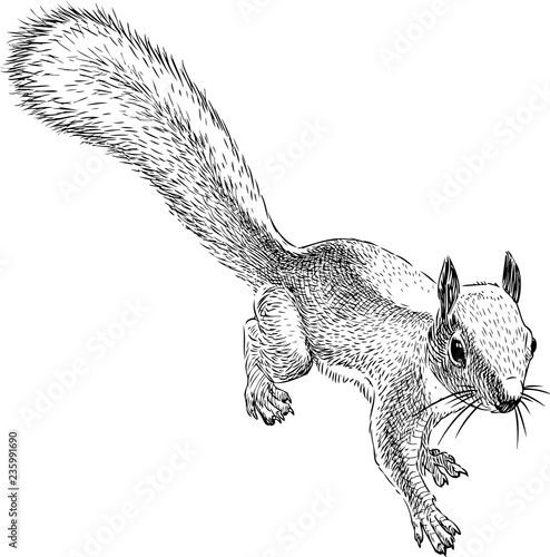 Sketch of a small forest squirrel