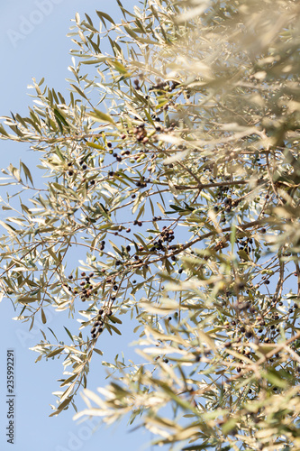 Olive tree