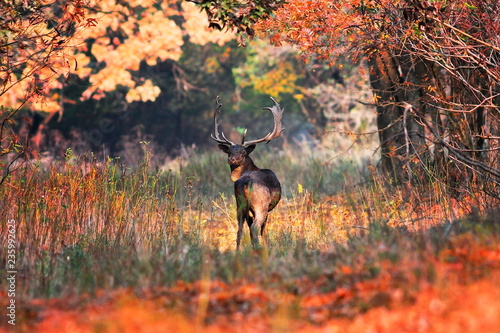 fallow deer buck in beautiful autumn setting