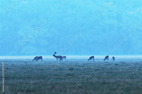 fallow deer herd at dawn