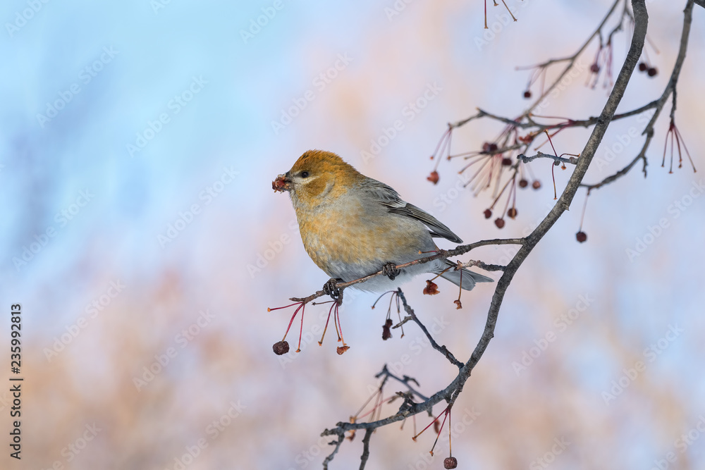 Pine Grosbeak Female Eating Red Berries in Winter Pine Grosbeak Female Eating Red Berries in Winter