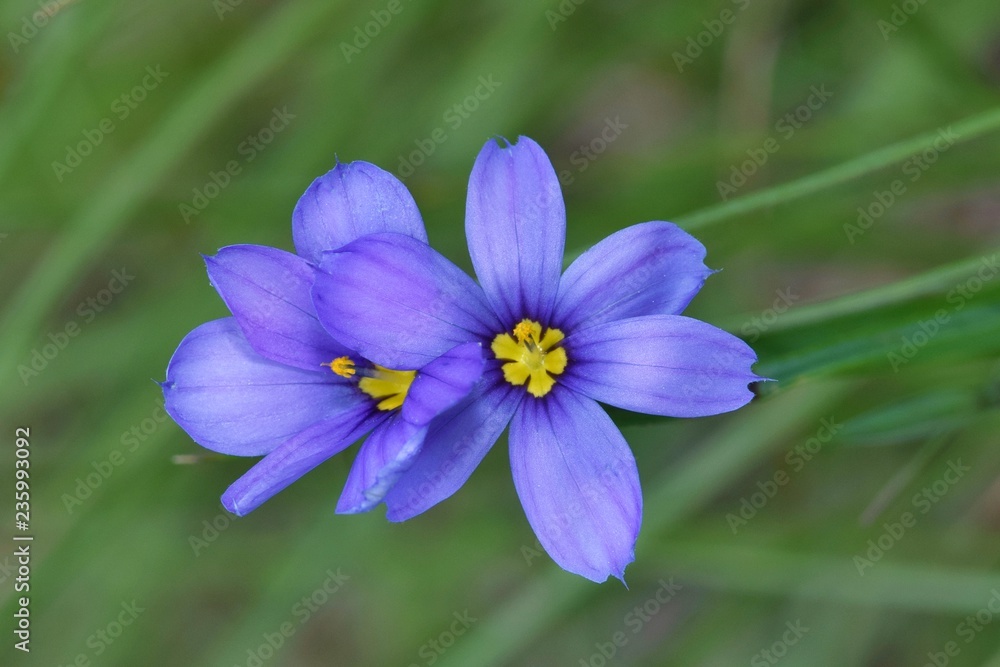 Two blue and purple Blue-Eyed Grass wildflowers (Sisyrinchium) growing together with a soft background of long grass stalks. Photo taken in Houston, TX.