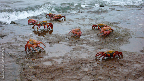 Sally Lightfoot Crabs on Bartolome Island, Galapagos Islands, Ecuador photo