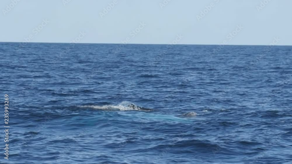180p slow motion clip of a humpback whale calf 180p slow motion clip of a humpback whale calf