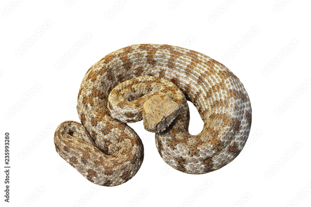 Obraz premium isolated Macrovipera lebetina schweizeri
