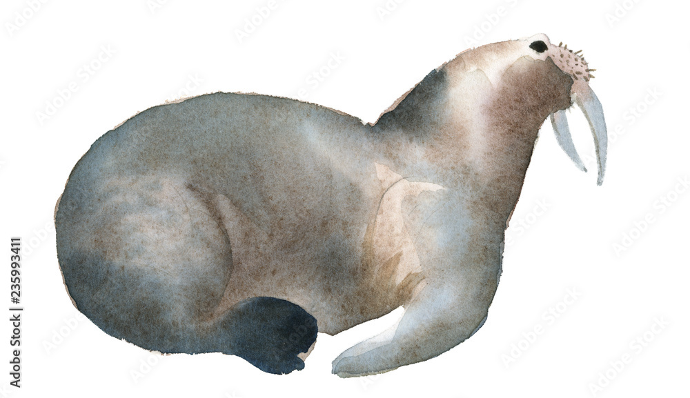 Fototapeta premium Watercolor illustration isolated on white background. A gray walrus lies. Splashes sketch of wild sea north animals