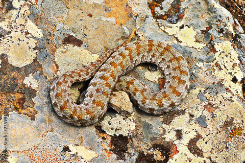 rarest venomous european snake, the Milos viper photo