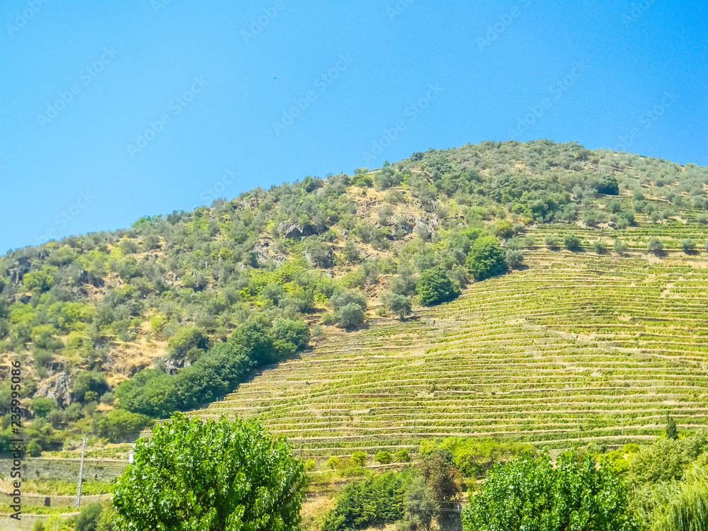 Vineyards of the Douro Valley in Pinhao, Portugal