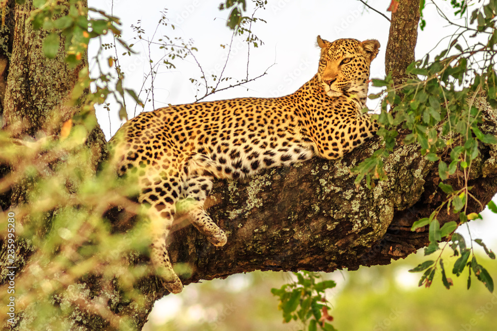 Fototapeta premium Widok z boku afrykańskiego Leopard gatunku Panthera Pardus, odpoczywającego na drzewie na zewnątrz. Wielki kot w Parku Narodowym Krugera w RPA. Lampart jest częścią popularnej Wielkiej Piątki.