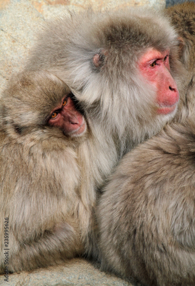 Japanese snow monkey family cuddling up Japanese snow monkey family cuddling up