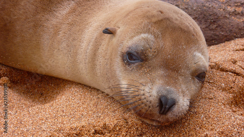 Closeup of a brown Seal in the sand on Bartolome Island, Galapagos Islands