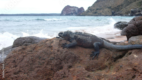 Marine Iguana sunning on a rock on Bartolome Island, Galapagos Islands