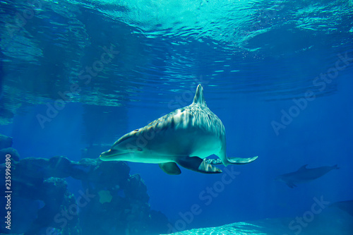 Underwater portrait of happy smiling bottlenose dolphins swimming and playing in blue water