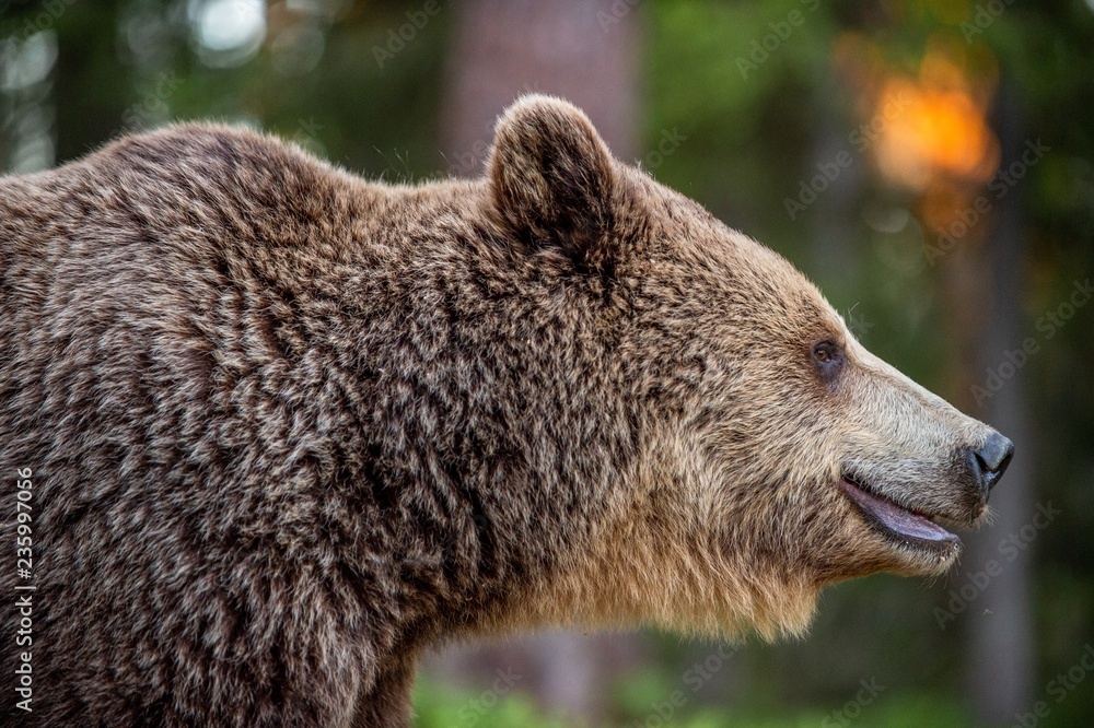 Closeup portrait of Brown bear.  Scientific name: Ursus arctos. Natural habitat.